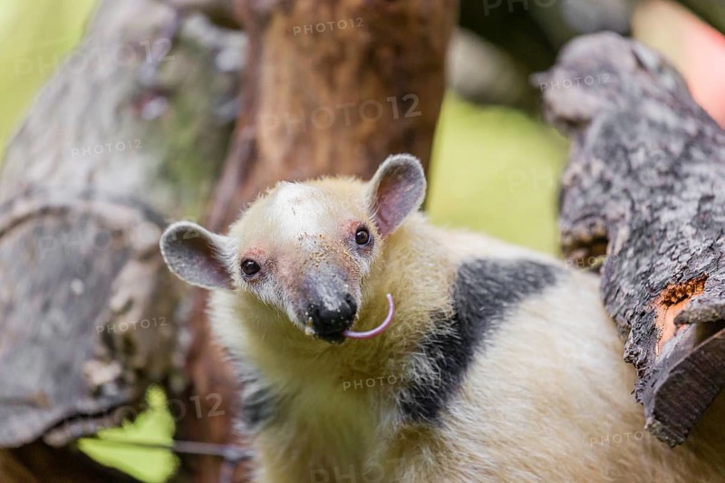 One southern tamandua (Tamandua tetradactyla), climbs up a tree in a forest