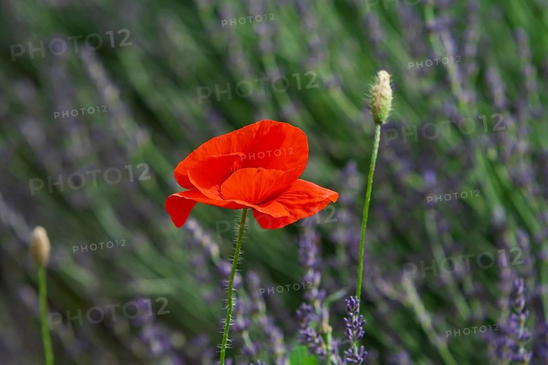 Corn poppy in a lavender field, Provence, France, Europe