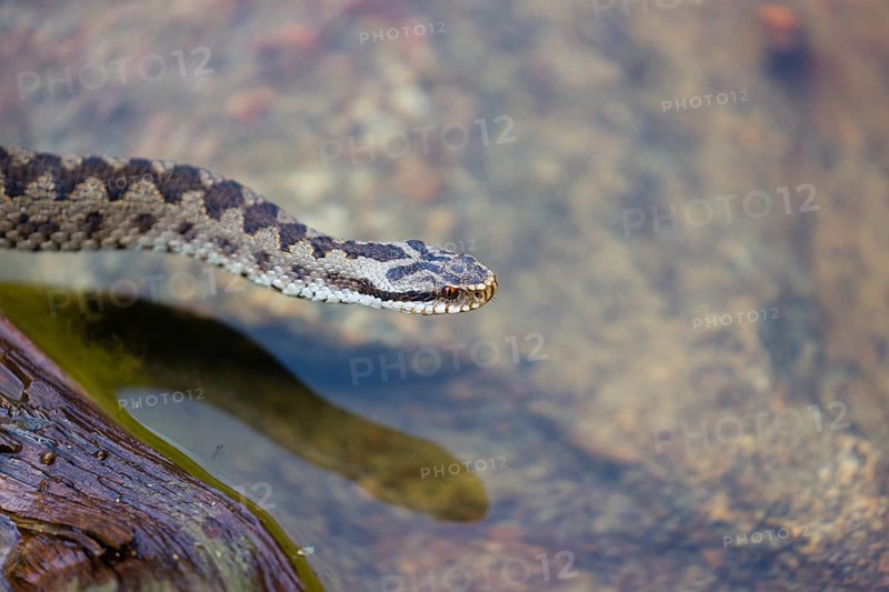 One Vipera berus, the common European adder or common European viper, creeps over a rootstock and starts to swim in the water of a small pond