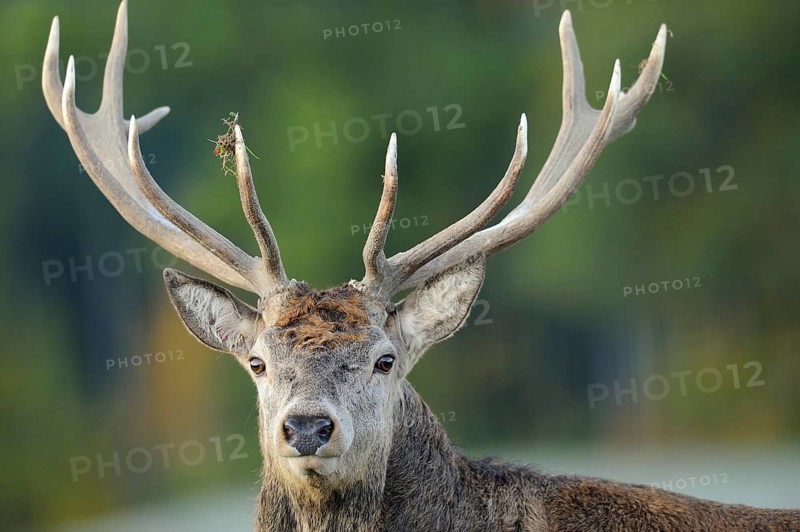 Close-up of a stag's head with remarkable antlers, red deer (Cervus elaphus), Bavaria