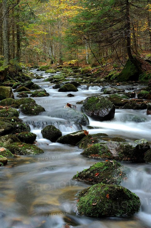 A picturesque stream flows through a forest with autumn leaves on the stones, Kleine Ohe, Bavarian Forest National Park
