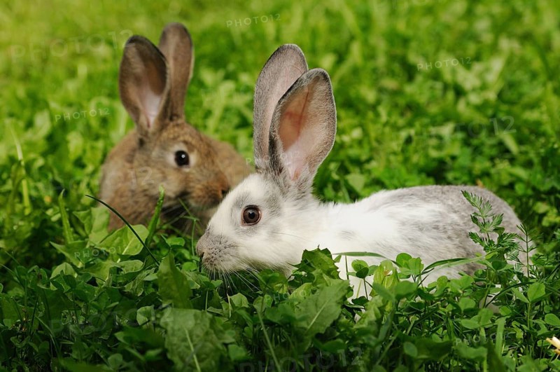 Two hares in the grass, one with conspicuous ears, domestic rabbit (Oryctolagus cuniculus forma domestica), Bavaria