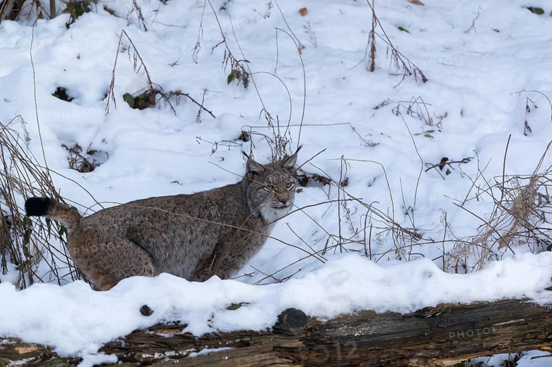 One Eurasian lynx, Lynx lynx, peeing in snow covered forest on hilly ground