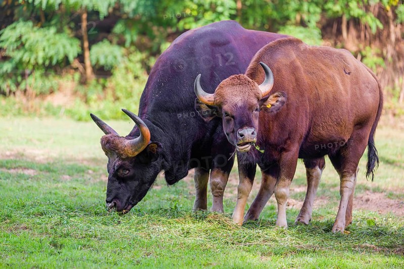 A male and a female Gaur (Bos gaurus gaurus) stand side by side on a green meadow, eating grass