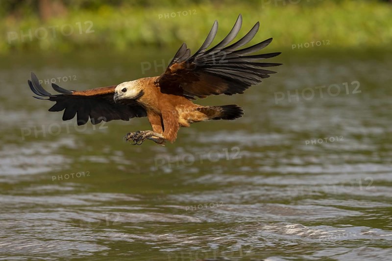 Fish hawk (Busarellus nigricollis), approaching prey, Pantanal, Brazil, South America