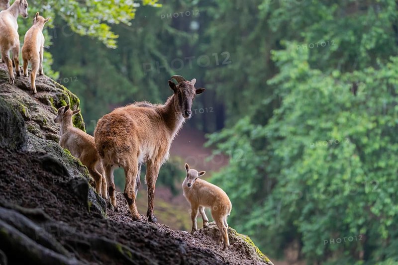 A female Himalayan tahr (Hemitragus jemlahicus) stands on a rock with a group of young. In the background is a dense forest