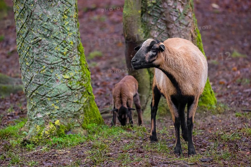 A female Cameroon or Cameroon Dwarf sheep, Ovis gmelini aries, and its lamb stand on a forest edge
