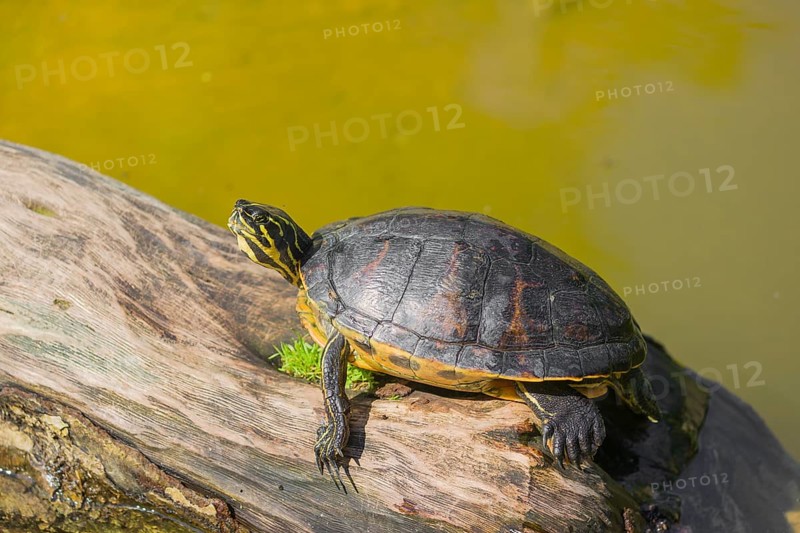 A yellow-bellied slider (Trachemys scripta) rests on a rotting log lying in the water of a pond
