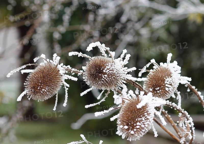 Wild teasel (Dipsacus fullonum), dried inflorescences with hoarfrost, North Rhine-Westphalia, Germany, Europe