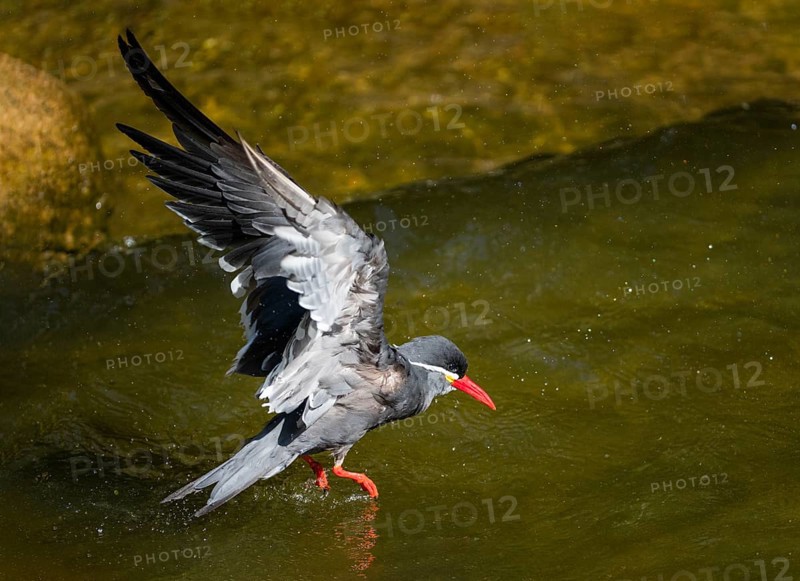 Inca Tern (Larosterna inca), adult bird in flight, bathing in a pool, flapping its wings, captive, Germany, Europe