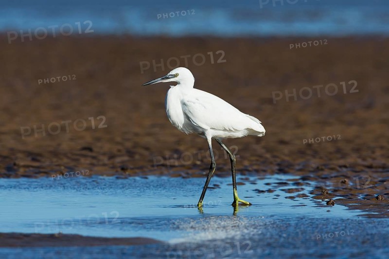 Little Egret (Egretta garzetta), adult bird walking across mudflats at low tide, North Sea, Holy Island, Northumberland, England, United Kingdom, Europe