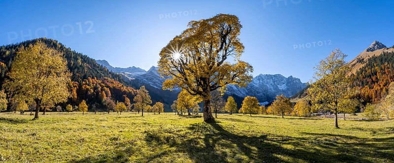 Sycamore maple with autumnal yellow foliage and Solaster endeca, large maple base in autumn, rocky mountain peaks behind, Rißtal in the Eng, Tyrol, Austria, Europe