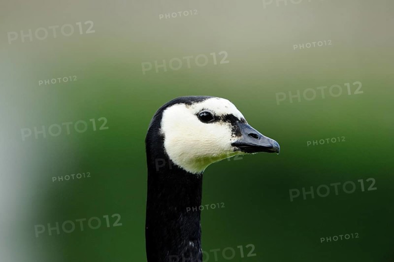 Lateral portrait of a black and white goose in a natural setting, Barnacle goose (Branta leucopsis), Franconia