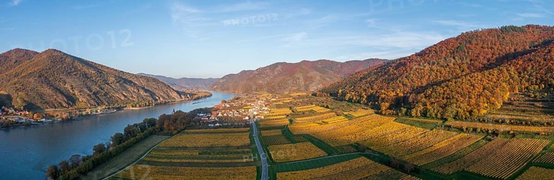 Vineyards in autumn near Hofarnsdorf, Wachau, Lower Austria, Austria, Europe