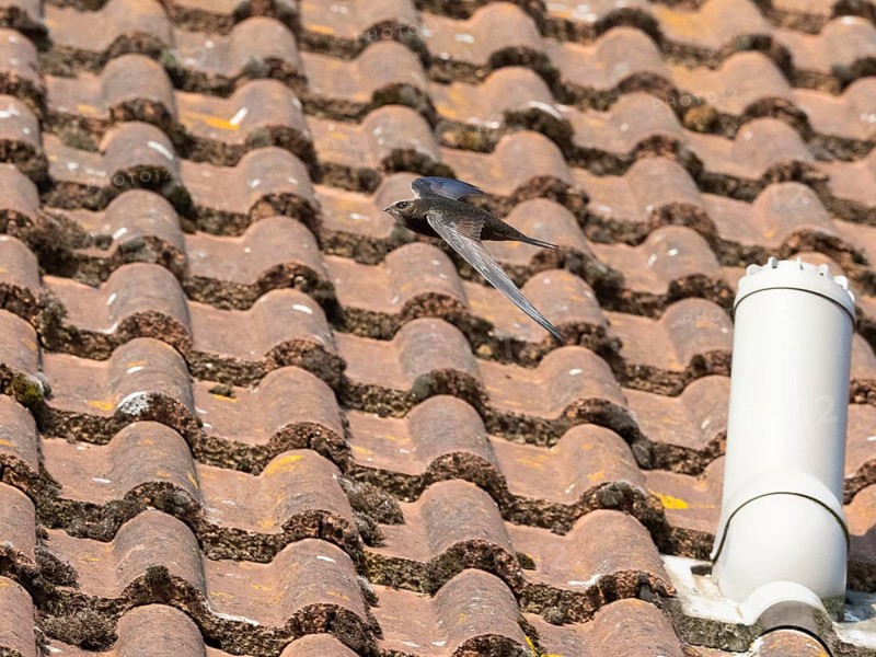 Common swift (Apus apus), adult bird in flight above house roof, Hesse, Germany, Europe