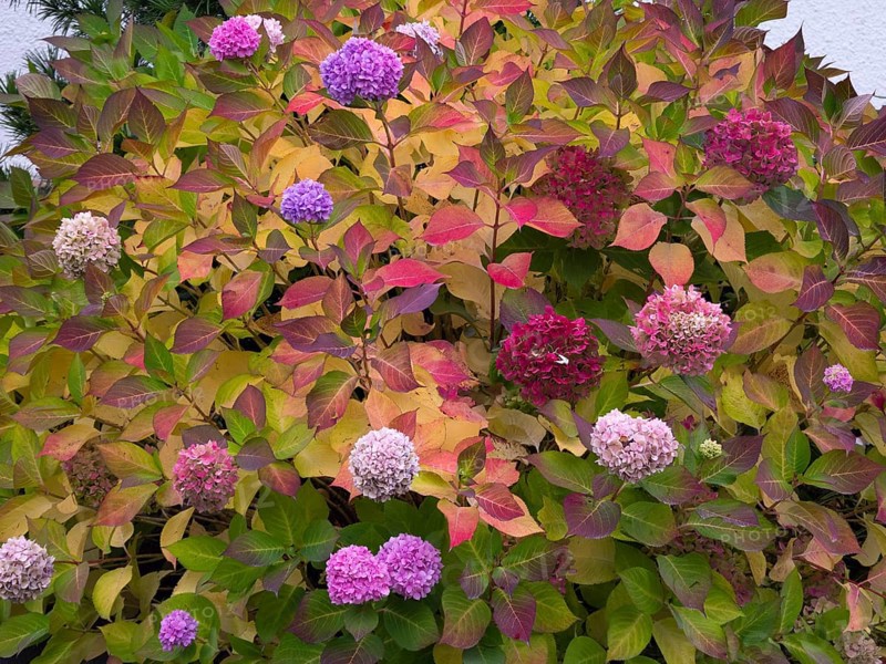 Hydrangea (Hydrangea), or Hortensia, bush in a garden, with flowers and autumn color, Hesse, Germany, Europe