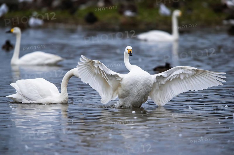 Tundra Swan, Bewick's Swan, Cygnus columbianus at winter in Slimbridge, England, United Kingdom, Europe