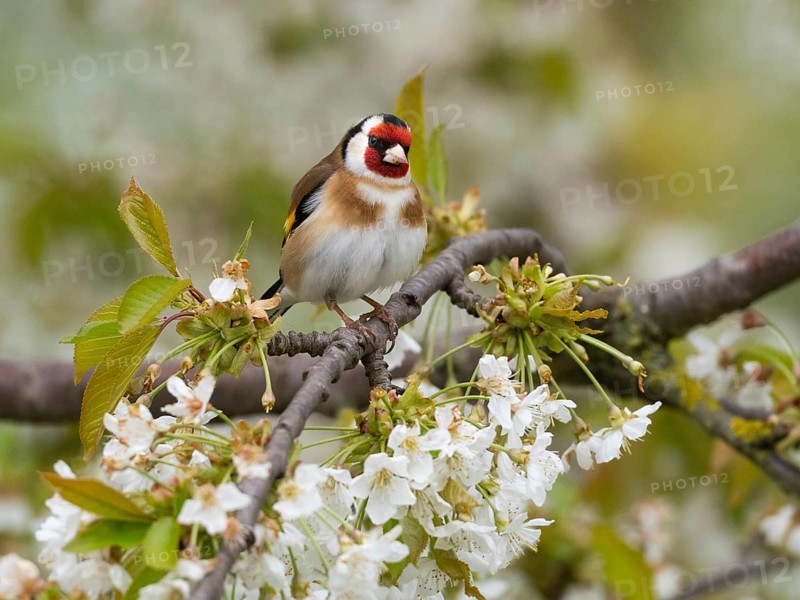 European Goldfinch (Carduelis carduelis) adult bird, perched on a flowering cherry branch, Hesse, Germany, Europe