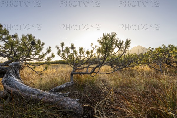 High moor, Unique pine (Pinus mugo) in front of a golden sunset over a meadow, Hochkrimml, Salzburg, Austria, Europe