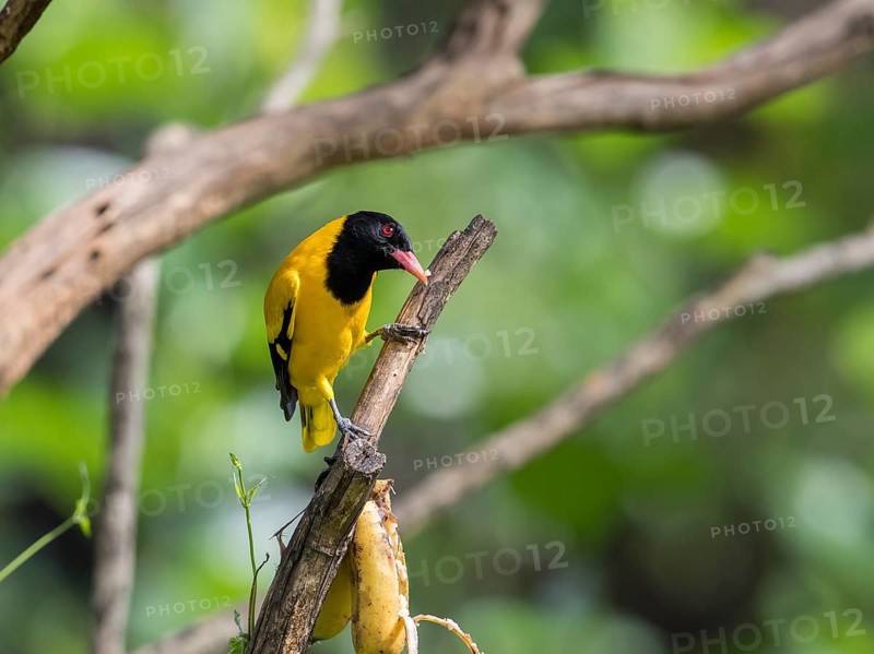 Black-headed oriole (Eurasian Golden Oriole xanthornus), Kaeng Krachan National Park, Thailand, Asia