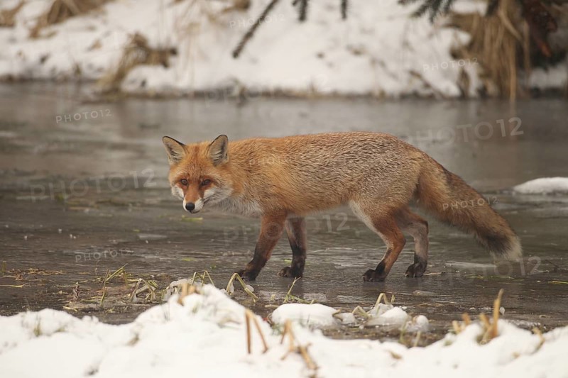 Red lynx (Vulpes vulpes) secured on a frozen stream, Allgäu, Bavaria, Germany, Allgäu, Bavaria, Germany, Europe