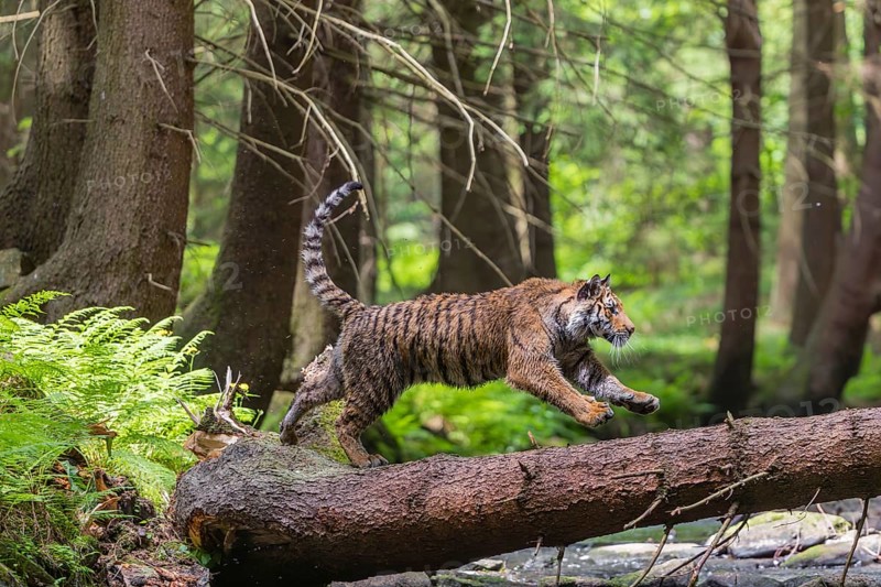 One young female Siberian Tiger, Panthera tigris altaica, crossing a creek deep in a forest over a natural bridge, a fallen tree