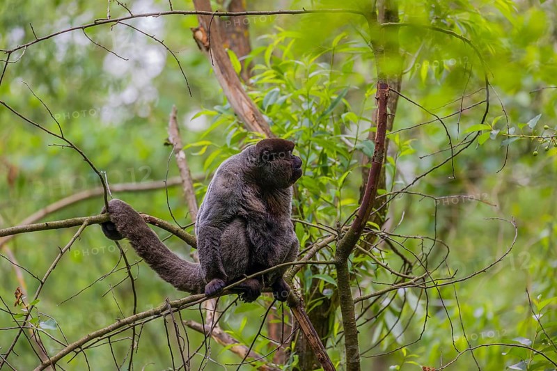 A common woolly monkey, brown woolly monkey, or Humboldt's woolly monkey (Lagothrix lagothricha) climbs in a tree