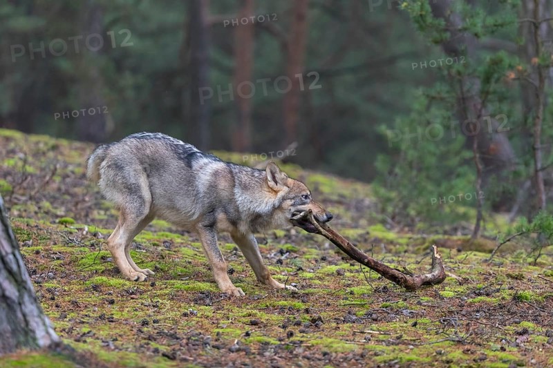 One young male eurasian gray wolf (Canis lupus lupus) running thru a forest with rocks and heather. Green vegetation in the background