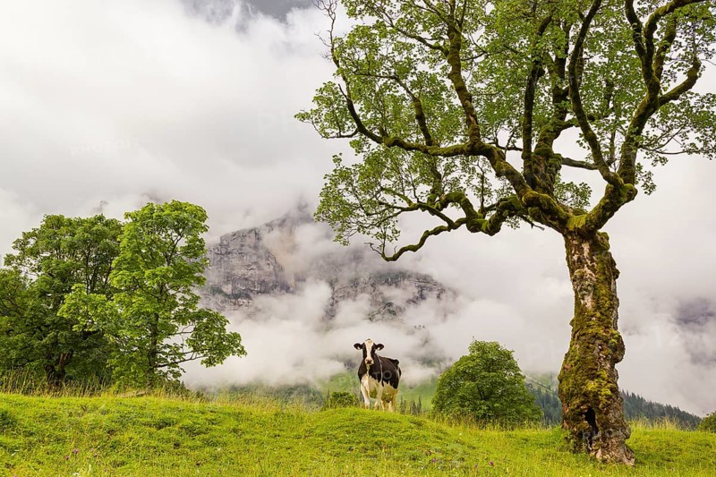 A cow stands under a Sycamore maple tree, Acer pseudoplatanus, in summertime. Mountains in the background. Nature conservancy area Grosser Ahornboden, Karwendel mountains, Austria, Europe