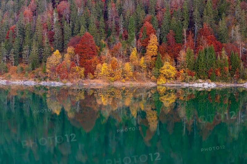Fall foliage with refection in the lake. Early morning at the Sylvenstein reservoir, Reservoir in the Isarwinkel, municipality of Lenggries, built between 1954 and 1959 for flood protection in the Isar valley