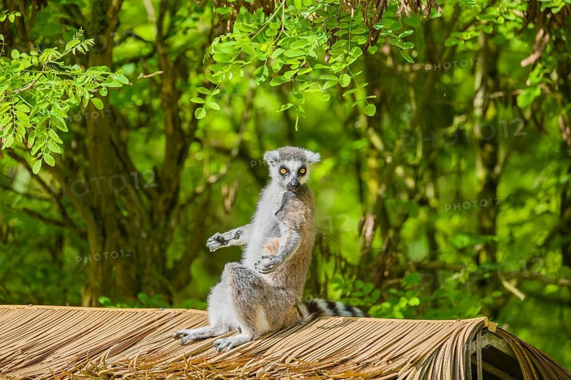 A ring-tailed lemur (Lemur catta) sits on a palm frond roof and enjoys the sunshine