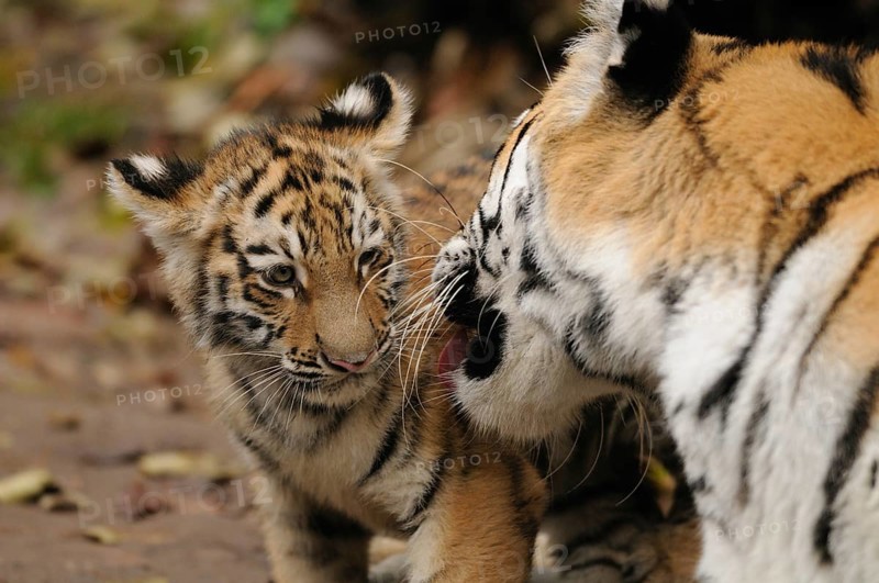 A tiger cub interacts playfully with an adult tiger, affection shows, Siberian tiger (Panthera tigris altaica), captive, Occurrence Russia, North Korea and China