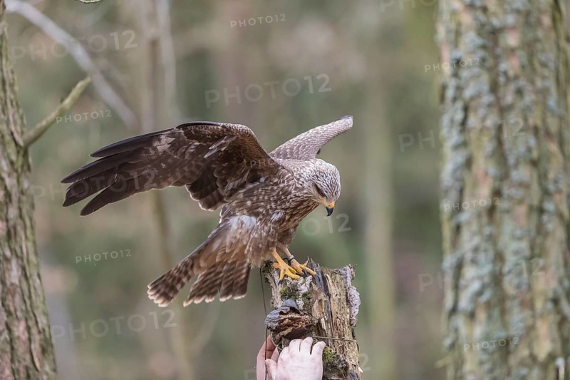 One black kite (Milvus migrans) sitting with spreaded wings on a dead birch tree in a forest
