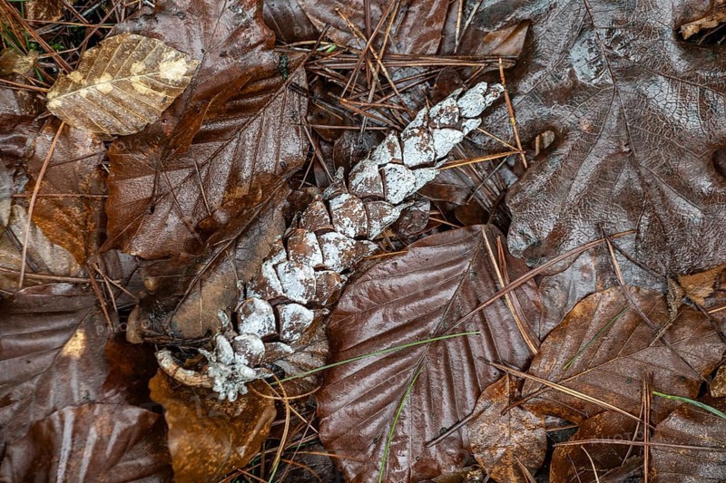 Resinised Douglas fir cone (Pseudotsuga menziesii) in fallen leaves, Emsland, Lower Saxony, Germany, Europe