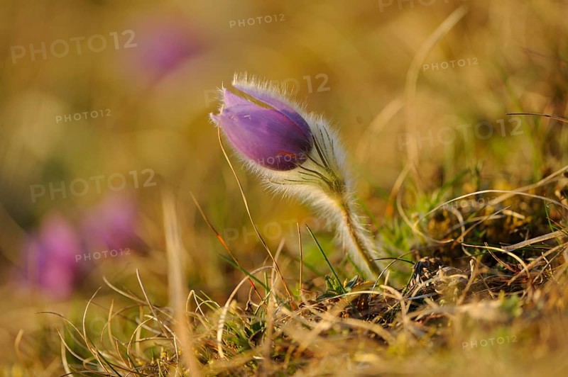 Purple flower growing amidst grass in soft sunlight, Pasque flower (Pulsatilla vulgaris), Upper Palatinate