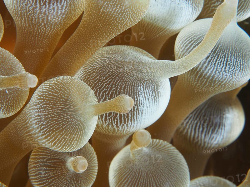 Close-up of transparent golden tentacles of a bubble anemone (Entacmaea quadricolor), dive site Toyapakeh, Nusa Ceningan, Nusa Penida, Bali, Indonesia, Asia