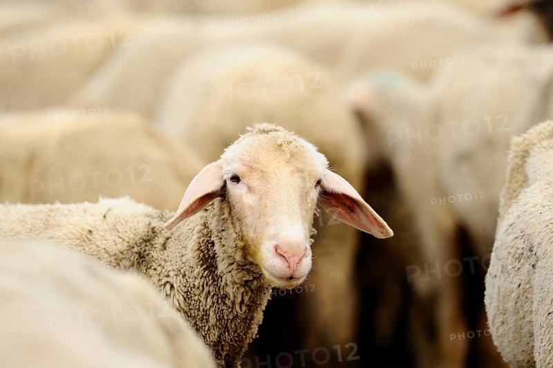 A sheep looks out of a herd into the camera, domestic sheep (Ovis orientalis aries), Franconia