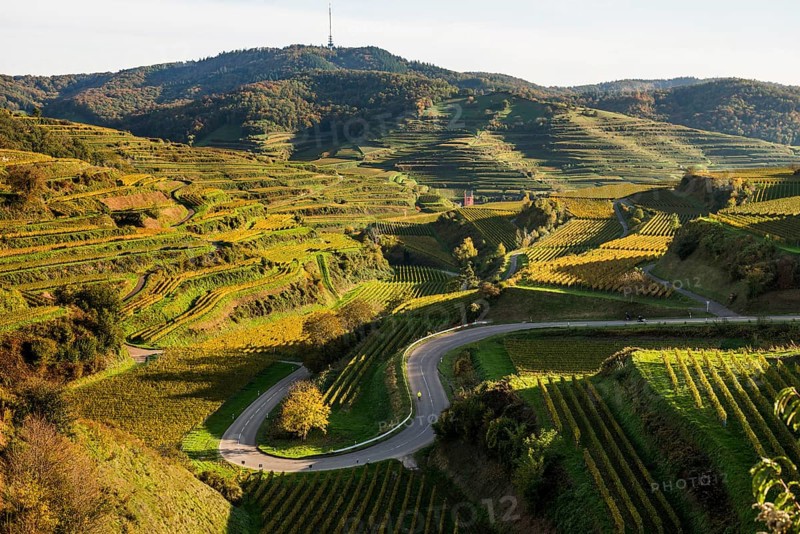 Hilly landscape and vineyards in autumn, near Oberbergen, Kaiserstuhl, Baden-Württemberg, Germany, Europe