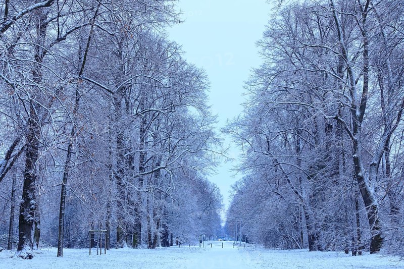 Natural monument Pieschener Allee in the snow, four-row lime tree avenue (Tilia) in the Ostragehege at dusk, Dresden, Saxony, Germany, Europe