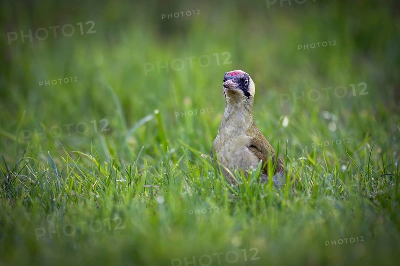 Green woodpecker (Picus viridis), young bird foraging in meadow, Rosensteinpark, Stuttgart, Baden-Württemberg, Germany, Europe