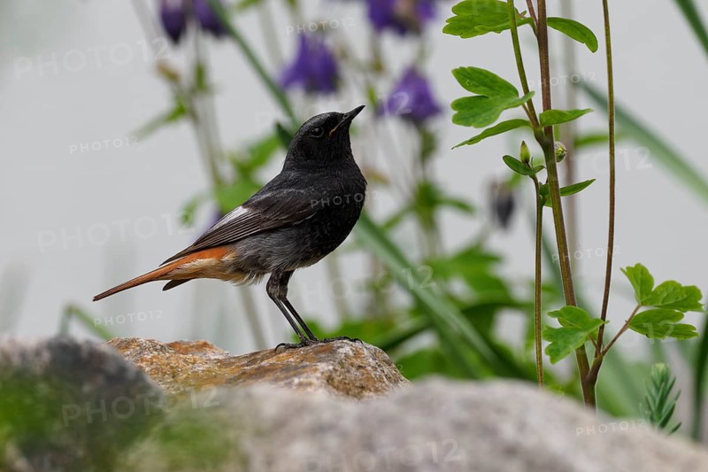A male black redstart (Phoenicurus ochruros) sitting in the garden in front of columbine flowers, Upper Franconia, Germany, Europe