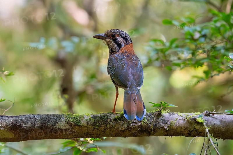 Bird, Scaly Ground Roller in the rainforests of eastern Madagascar