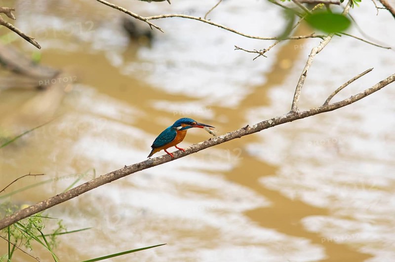 Kingfisher (Alcedo atthis) with food in its beak in Yala National Park, Southern Province, Sri Lanka, Asia