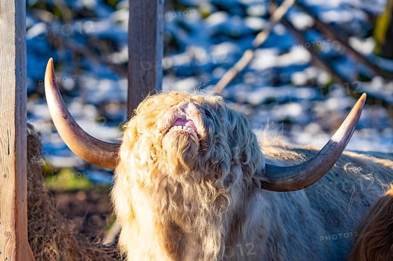 A Highland cow with light-coloured horns and plaited coat next to a wooden fence, Seewald, Black Forest. Germany