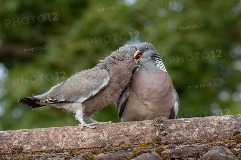 Wood pigeon (Columba palumbus) two birds adult bird feeding a juvenile baby cobb on an urban house roof, England, United Kingdom, Europe