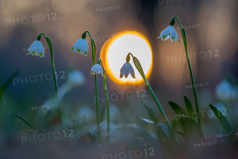 Spring snowdrop (Leucojum vernum), March snowdrop, March bells, sunset, blossoms, plants, spring, early bloomers, Middle Elbe Biosphere Reserve, Saxony-Anhalt, Germany, Europe