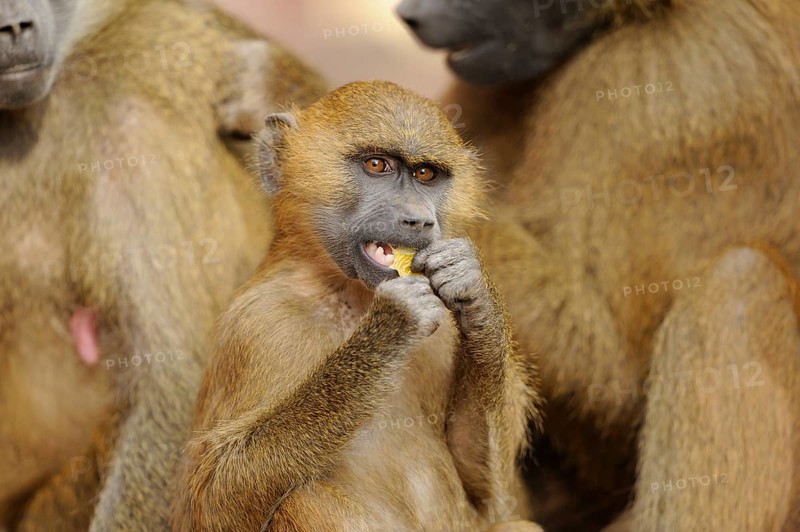 A baboon in a group, eating something, surrounded by conspecifics, in a natural environment, Guinea baboon (Papio papio), captive