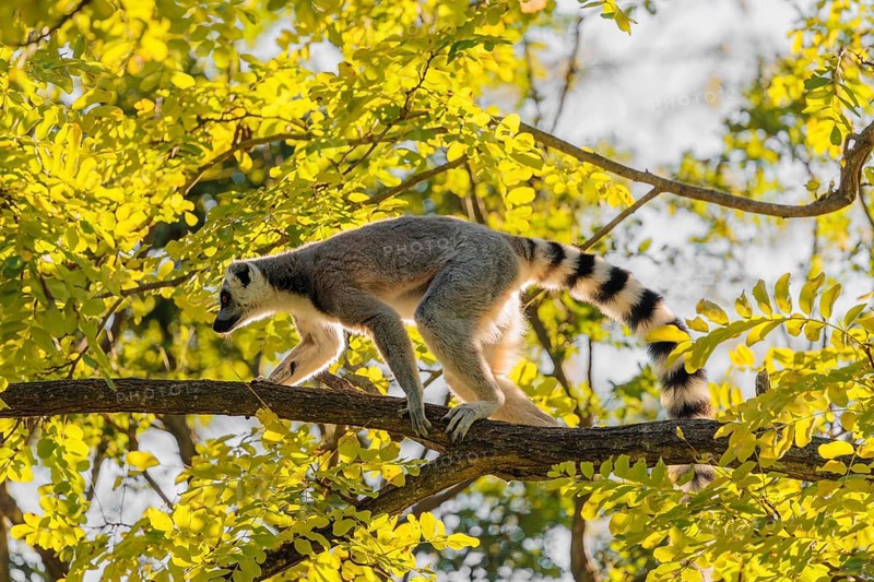 A ring-tailed lemur (Lemur catta) climbs high up in a tree on a branch surrounded by fresh green leaves