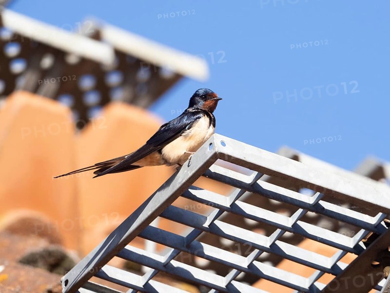 Barn Swallow (Hirundo rustica), adult bird, perched on a metal grid on a house roof, Hesse, Germany, Europe