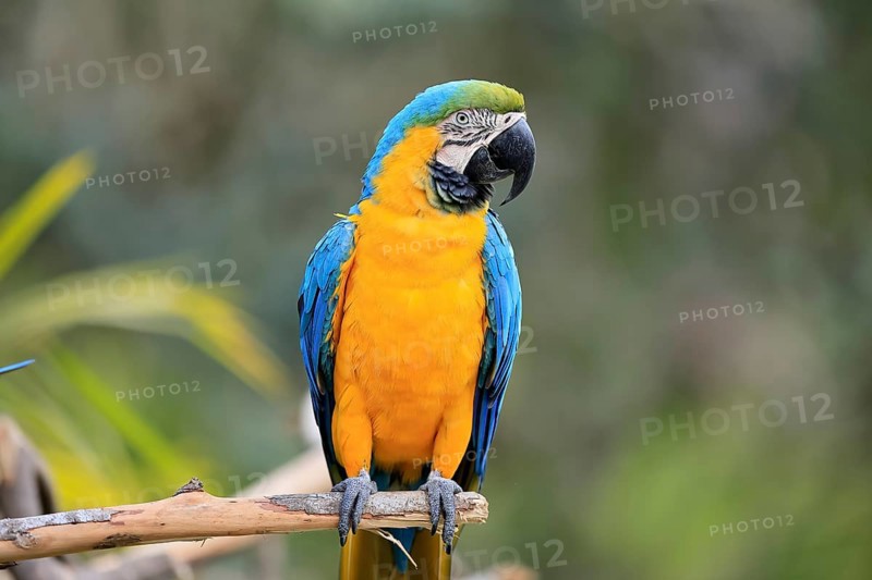 Yellow-breasted Macaw (Ara ararauna), adult, on wait, South America